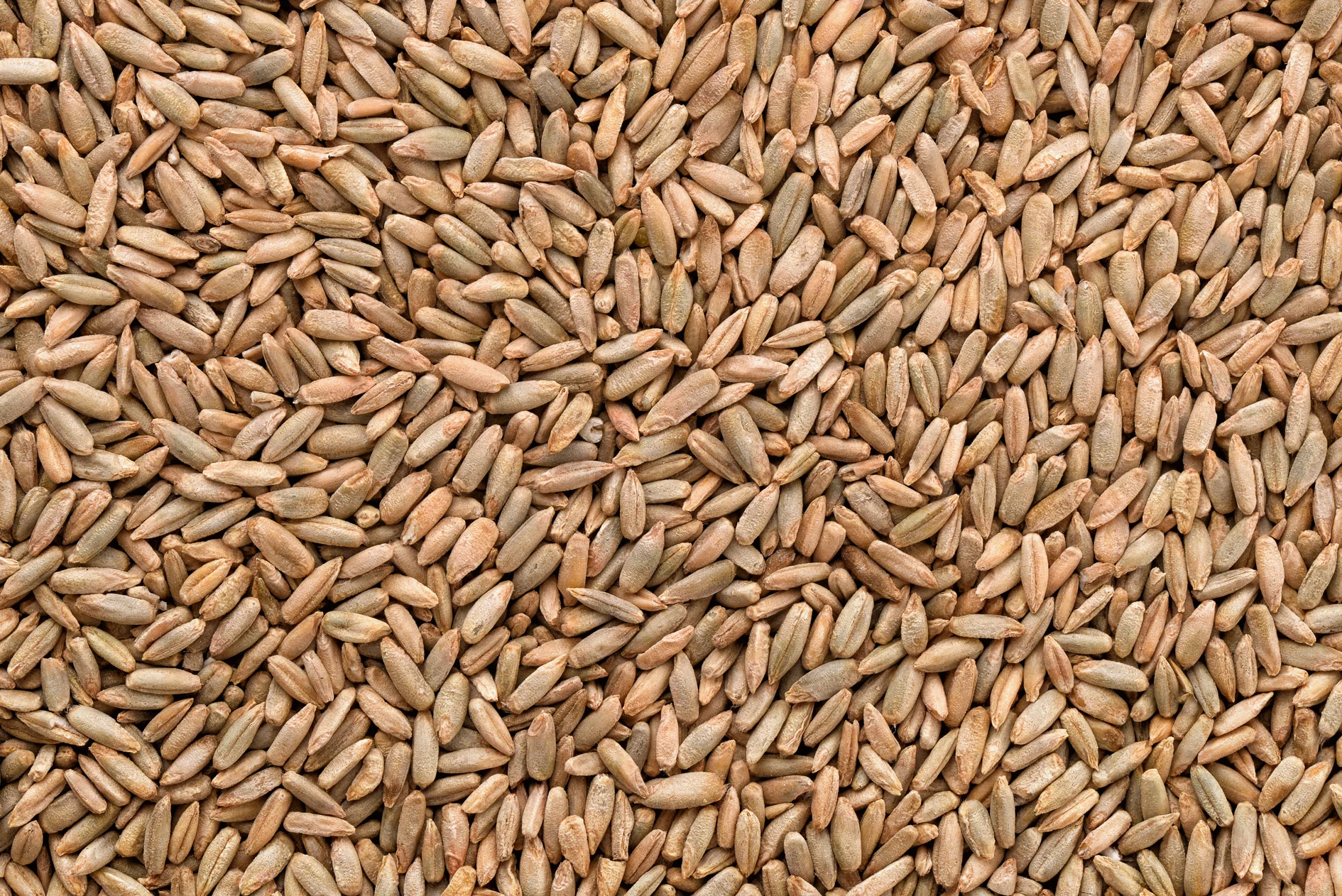 rye-grain-information-and-advice-deliverdeli