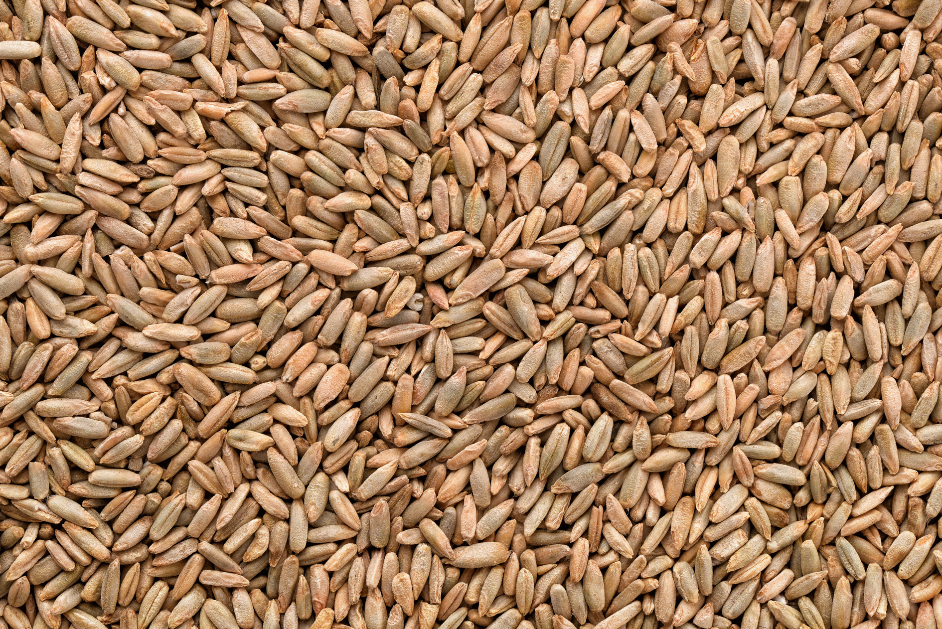 Rye Grain Information And Advice DeliverDeli