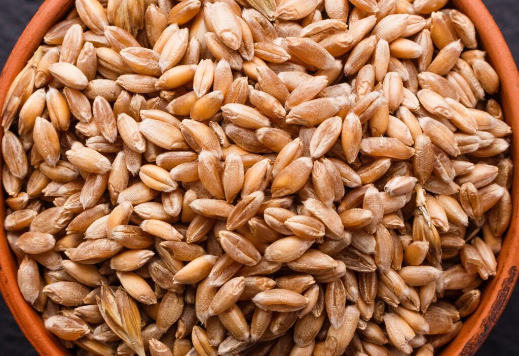 Spelt Grain Kernels