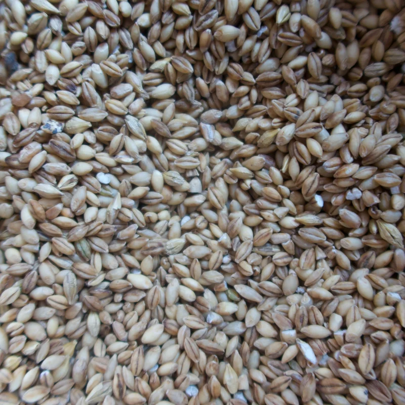 Einkorn grain berries