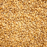 UK Wheat Grain