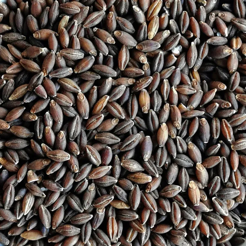 Black barley grains