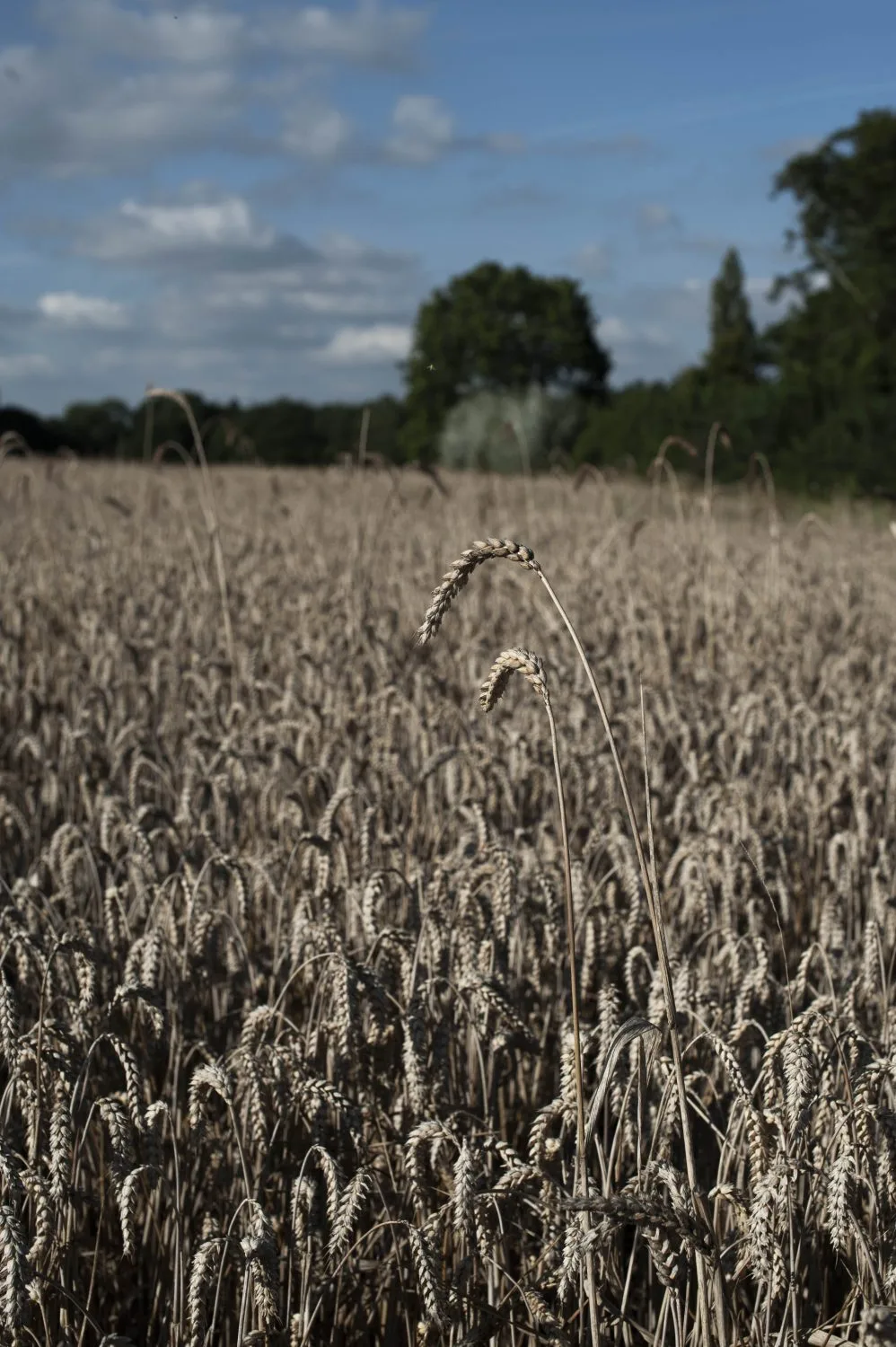 Bruern Farm wheat field