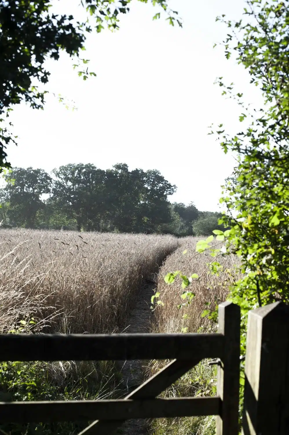 Bruern Farm wheat field