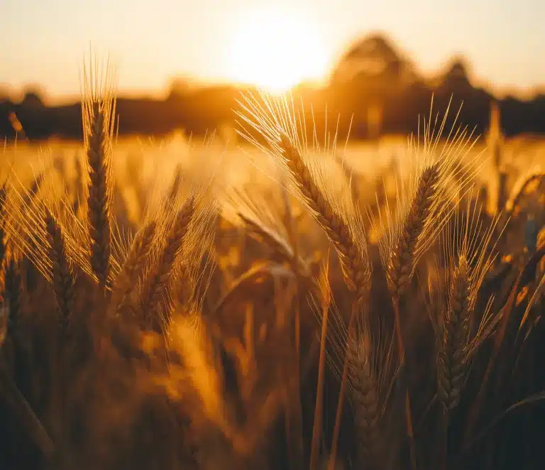 Wheat field